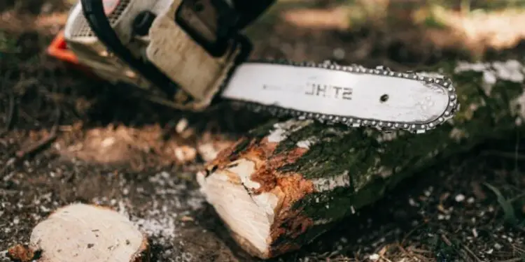 Dessoucher un arbre : Techniques et conseils