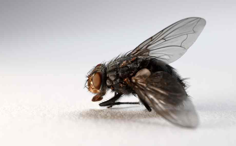 Comment faire pour se débarrasser d’une invasion d’insectes en hiver ?