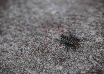 Maison infestée de mouches en hiver : que faire pour les éliminer ?