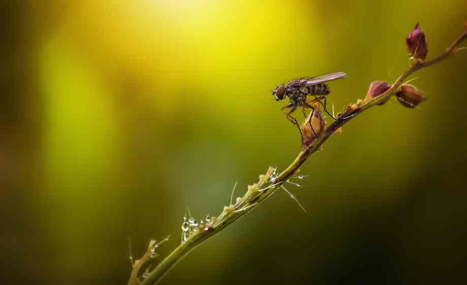 Utilisez des méthodes létales contre les nuisibles