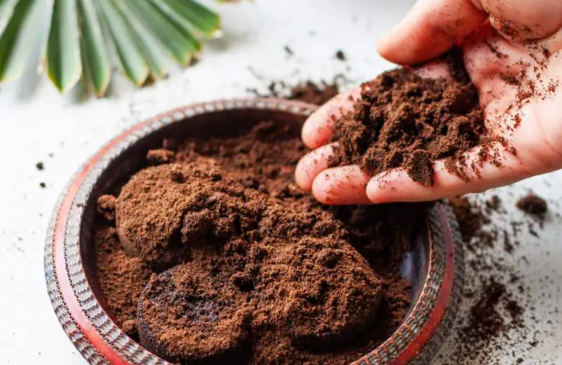 Comment se débarrasser des fourmis dans une maison ?