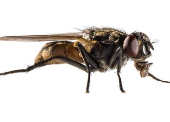 Guide complet pour se débarrasser des mouches dans la maison et le jardin