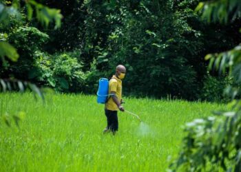 Dosage Roundup pour 5 litres d’eau : principes à respecter