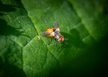 Remède de grand-mère contre les moucherons dans les plantes