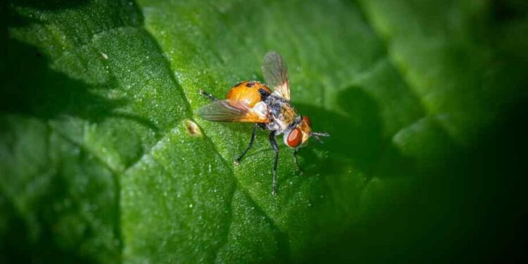 Remède de grand-mère contre les moucherons dans les plantes
