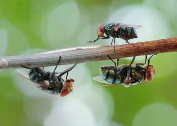 Comment faire partir les mouches naturellement ?