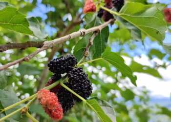 Quand et comment tailler les mûriers platanes ? Les conseils essentiels pour un arbre en pleine santé !