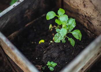 Compostage – Une technique facile pour un jardin respectueux de l’environnement