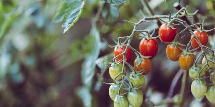 Jusqu’à quand peut-on planter des tomates cerises ? Les périodes idéales pour une bonne récolte