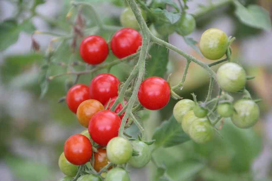 Quand planter les tomates cerises pour garantir une bonne récolte ?