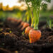 Comment semer des carottes facilement et obtenir une belle récolte ?