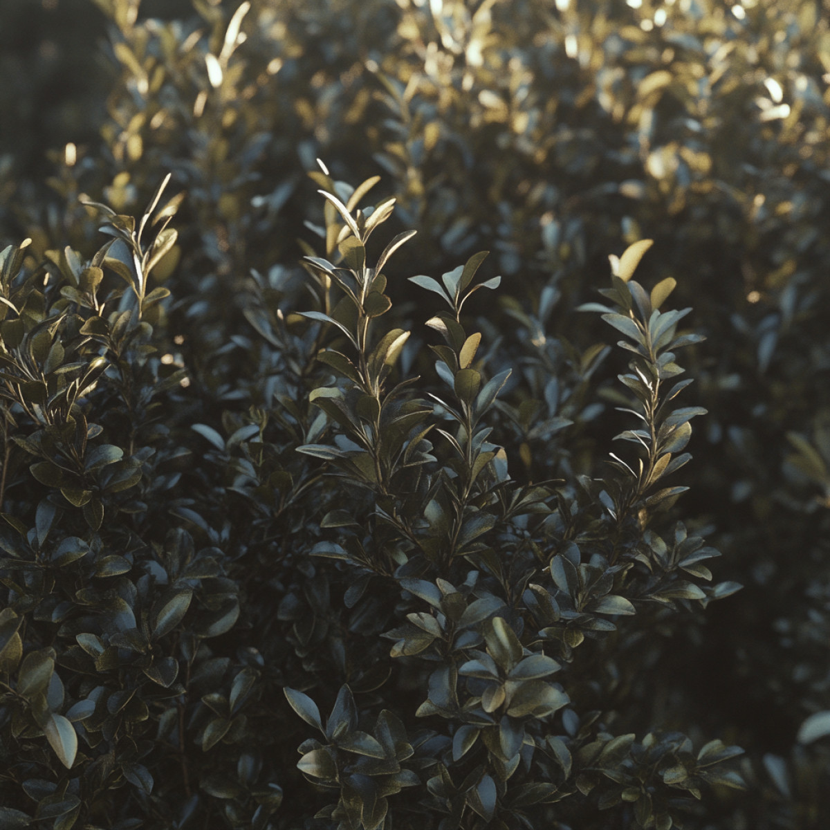 Espèces spécifiques darbustes à feuilles persistantes