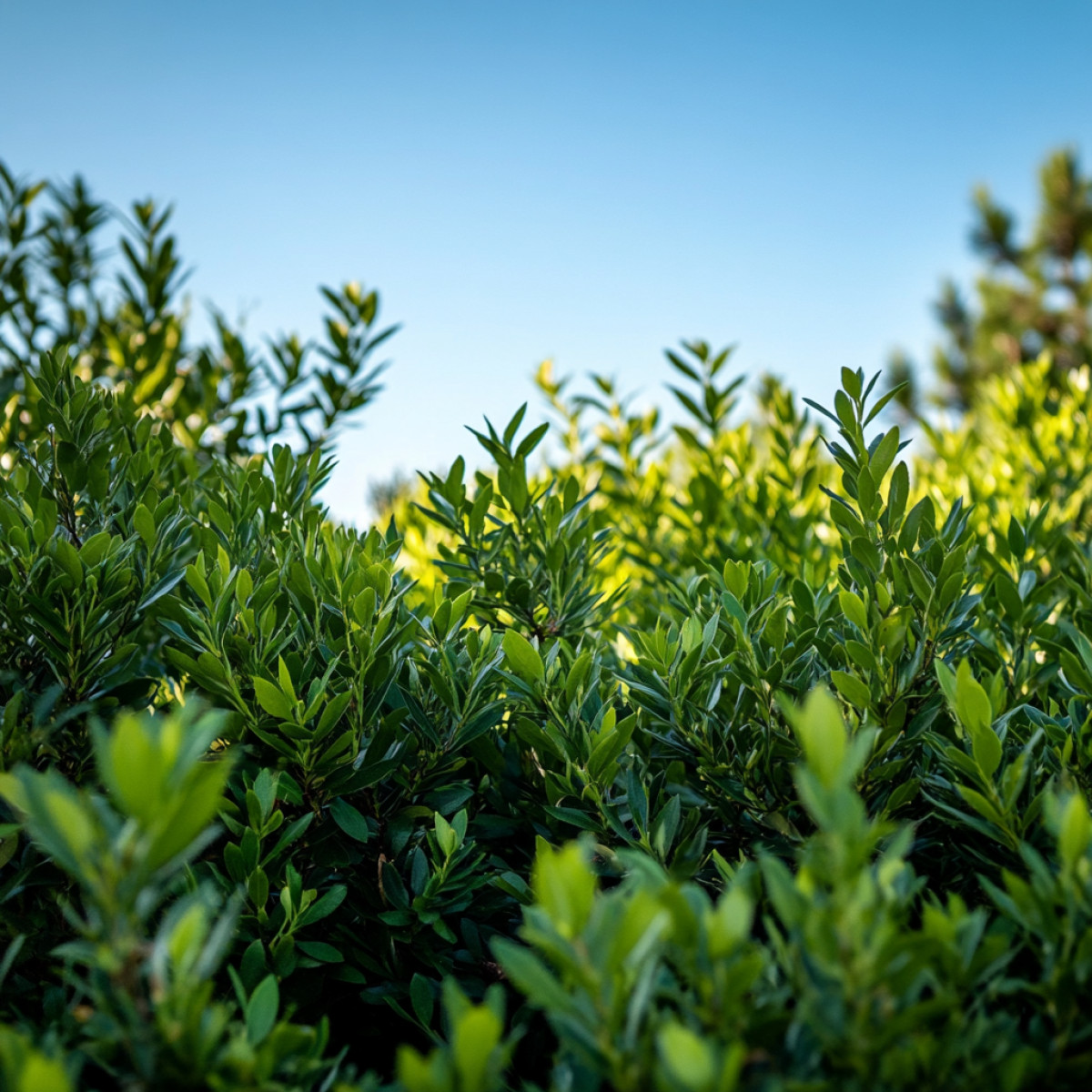 Les arbustes à feuilles persistantes adorant le soleil