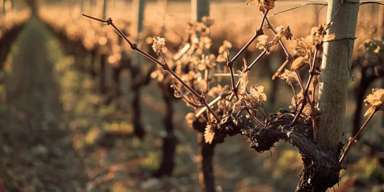 Quand tailler la vigne pour une croissance vigoureuse ?