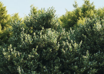 Quel arbuste persistant choisir pour un emplacement en plein soleil ?