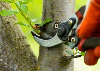 Quand tailler les poiriers pour stimuler la production de fruits ?