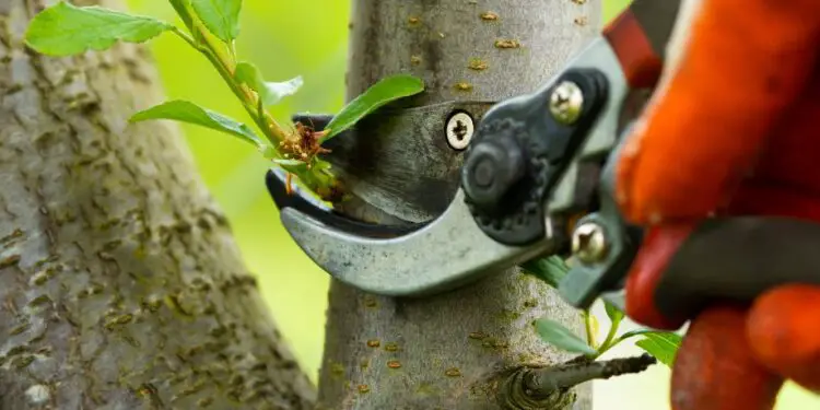 Quand tailler les poiriers pour stimuler la production de fruits ?